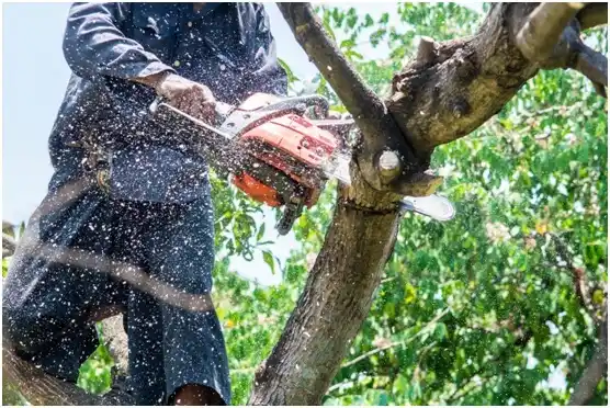 tree services Turtle Lake